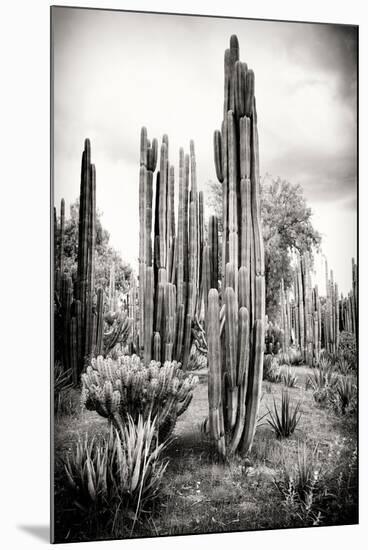 ?Viva Mexico! B&W Collection - Cardon Cactus IV-Philippe Hugonnard-Mounted Premium Photographic Print