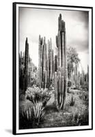 ?Viva Mexico! B&W Collection - Cardon Cactus IV-Philippe Hugonnard-Framed Premium Photographic Print