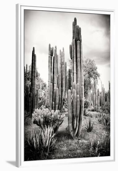 ?Viva Mexico! B&W Collection - Cardon Cactus IV-Philippe Hugonnard-Framed Premium Photographic Print