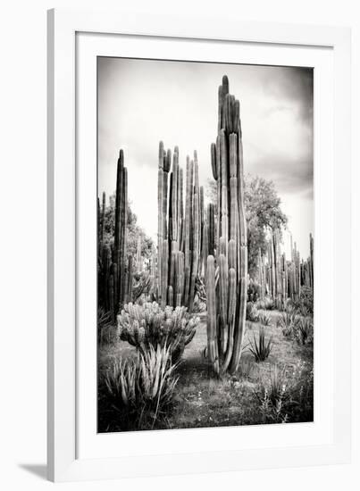 ?Viva Mexico! B&W Collection - Cardon Cactus IV-Philippe Hugonnard-Framed Photographic Print