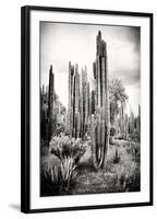 ?Viva Mexico! B&W Collection - Cardon Cactus IV-Philippe Hugonnard-Framed Photographic Print