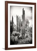 ?Viva Mexico! B&W Collection - Cardon Cactus IV-Philippe Hugonnard-Framed Photographic Print