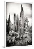 ?Viva Mexico! B&W Collection - Cardon Cactus IV-Philippe Hugonnard-Framed Photographic Print