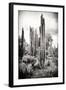 ?Viva Mexico! B&W Collection - Cardon Cactus IV-Philippe Hugonnard-Framed Photographic Print