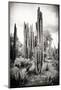 ?Viva Mexico! B&W Collection - Cardon Cactus IV-Philippe Hugonnard-Mounted Premium Photographic Print