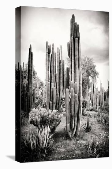 ?Viva Mexico! B&W Collection - Cardon Cactus IV-Philippe Hugonnard-Stretched Canvas
