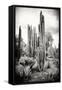 ?Viva Mexico! B&W Collection - Cardon Cactus IV-Philippe Hugonnard-Framed Stretched Canvas