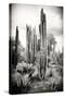 ?Viva Mexico! B&W Collection - Cardon Cactus IV-Philippe Hugonnard-Stretched Canvas