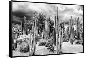 ?Viva Mexico! B&W Collection - Cardon Cactus-Philippe Hugonnard-Framed Stretched Canvas