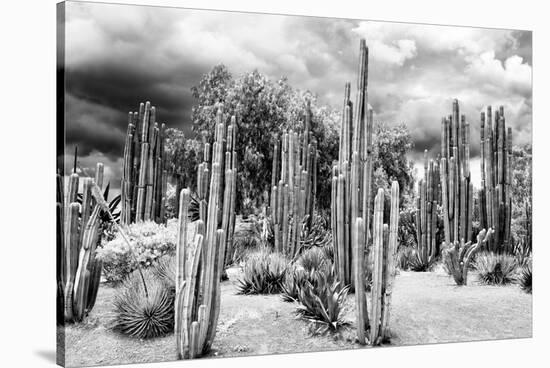 ?Viva Mexico! B&W Collection - Cardon Cactus-Philippe Hugonnard-Stretched Canvas