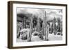 ?Viva Mexico! B&W Collection - Cardon Cactus-Philippe Hugonnard-Framed Photographic Print