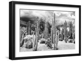 ?Viva Mexico! B&W Collection - Cardon Cactus-Philippe Hugonnard-Framed Photographic Print