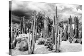 ?Viva Mexico! B&W Collection - Cardon Cactus-Philippe Hugonnard-Stretched Canvas