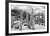 ?Viva Mexico! B&W Collection - Cardon Cactus-Philippe Hugonnard-Framed Photographic Print