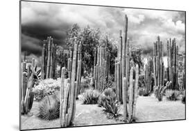?Viva Mexico! B&W Collection - Cardon Cactus-Philippe Hugonnard-Mounted Photographic Print