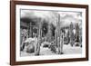 ?Viva Mexico! B&W Collection - Cardon Cactus-Philippe Hugonnard-Framed Photographic Print