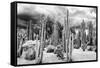 ?Viva Mexico! B&W Collection - Cardon Cactus-Philippe Hugonnard-Framed Stretched Canvas