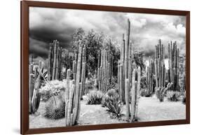 ?Viva Mexico! B&W Collection - Cardon Cactus-Philippe Hugonnard-Framed Photographic Print