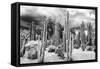 ?Viva Mexico! B&W Collection - Cardon Cactus-Philippe Hugonnard-Framed Stretched Canvas