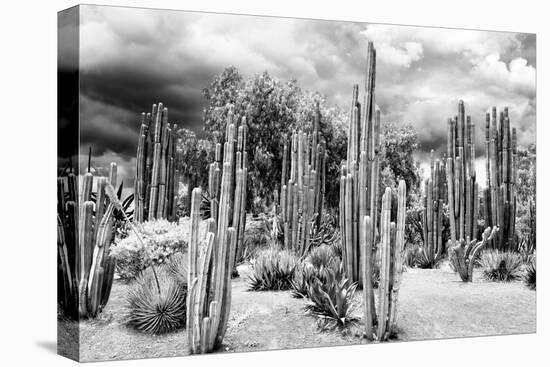 ?Viva Mexico! B&W Collection - Cardon Cactus-Philippe Hugonnard-Stretched Canvas