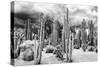 ?Viva Mexico! B&W Collection - Cardon Cactus-Philippe Hugonnard-Stretched Canvas