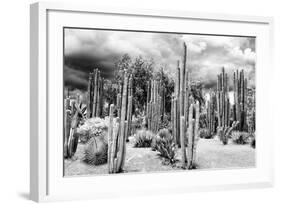?Viva Mexico! B&W Collection - Cardon Cactus-Philippe Hugonnard-Framed Photographic Print