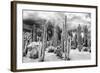 ?Viva Mexico! B&W Collection - Cardon Cactus-Philippe Hugonnard-Framed Photographic Print