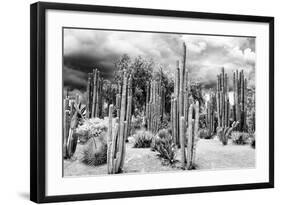 ?Viva Mexico! B&W Collection - Cardon Cactus-Philippe Hugonnard-Framed Photographic Print