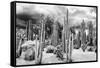 ?Viva Mexico! B&W Collection - Cardon Cactus-Philippe Hugonnard-Framed Stretched Canvas