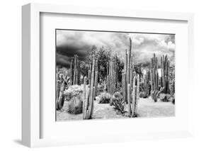 ?Viva Mexico! B&W Collection - Cardon Cactus-Philippe Hugonnard-Framed Photographic Print