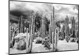 ?Viva Mexico! B&W Collection - Cardon Cactus-Philippe Hugonnard-Mounted Photographic Print