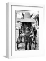 ¡Viva Mexico! B&W Collection - Horse with a straw Hat II-Philippe Hugonnard-Framed Photographic Print