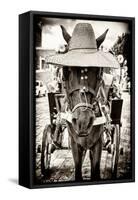 ¡Viva Mexico! B&W Collection - Horse with a straw Hat-Philippe Hugonnard-Framed Stretched Canvas