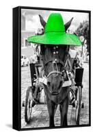 ¡Viva Mexico! B&W Collection - Horse with Green straw Hat-Philippe Hugonnard-Framed Stretched Canvas