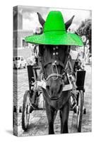 ¡Viva Mexico! B&W Collection - Horse with Green straw Hat-Philippe Hugonnard-Stretched Canvas