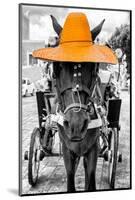 ¡Viva Mexico! B&W Collection - Horse with Light Orange straw Hat-Philippe Hugonnard-Mounted Photographic Print