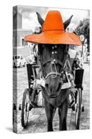 ¡Viva Mexico! B&W Collection - Horse with Orange straw Hat-Philippe Hugonnard-Stretched Canvas