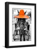 ¡Viva Mexico! B&W Collection - Horse with Orange straw Hat-Philippe Hugonnard-Framed Photographic Print