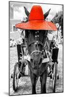 ¡Viva Mexico! B&W Collection - Horse with Red straw Hat-Philippe Hugonnard-Mounted Photographic Print