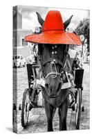 ¡Viva Mexico! B&W Collection - Horse with Red straw Hat-Philippe Hugonnard-Stretched Canvas