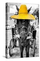 ¡Viva Mexico! B&W Collection - Horse with Yellow straw Hat-Philippe Hugonnard-Stretched Canvas