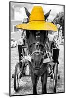 ¡Viva Mexico! B&W Collection - Horse with Yellow straw Hat-Philippe Hugonnard-Mounted Photographic Print