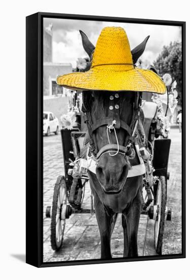 ¡Viva Mexico! B&W Collection - Horse with Yellow straw Hat-Philippe Hugonnard-Framed Stretched Canvas