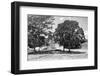 ¡Viva Mexico! B&W Collection - Maya Archaeological Site VI - Edzna-Philippe Hugonnard-Framed Photographic Print