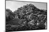 ¡Viva Mexico! B&W Collection - Mayan Ruins in Palenque at Sunrise II-Philippe Hugonnard-Mounted Photographic Print