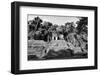¡Viva Mexico! B&W Collection - Mayan Ruins in Palenque II-Philippe Hugonnard-Framed Photographic Print