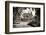 ¡Viva Mexico! B&W Collection - Mayan Ruins-Philippe Hugonnard-Framed Photographic Print