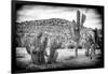 ¡Viva Mexico! B&W Collection - Mexican Cactus-Philippe Hugonnard-Framed Photographic Print