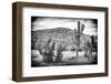 ¡Viva Mexico! B&W Collection - Mexican Cactus-Philippe Hugonnard-Framed Photographic Print