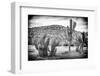 ¡Viva Mexico! B&W Collection - Mexican Cactus-Philippe Hugonnard-Framed Photographic Print